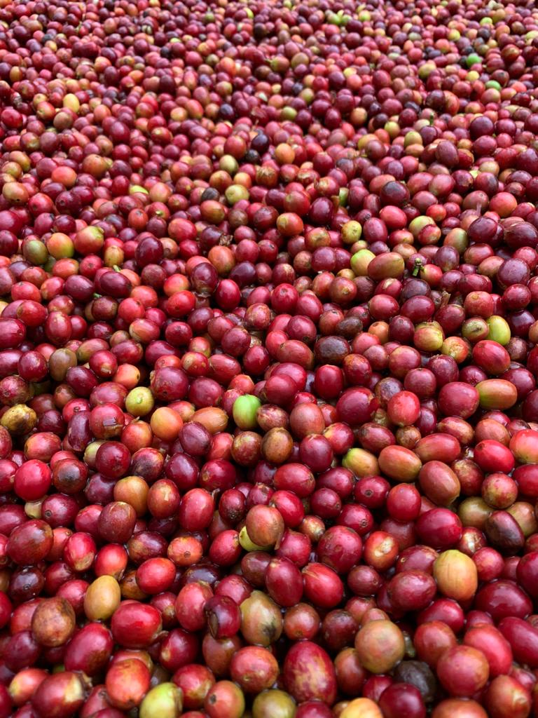 Coffee Washing Station