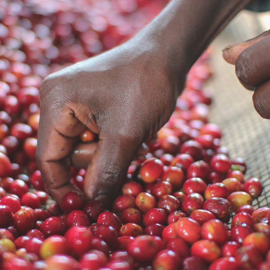 Discover the Journey of Rwandan Coffee