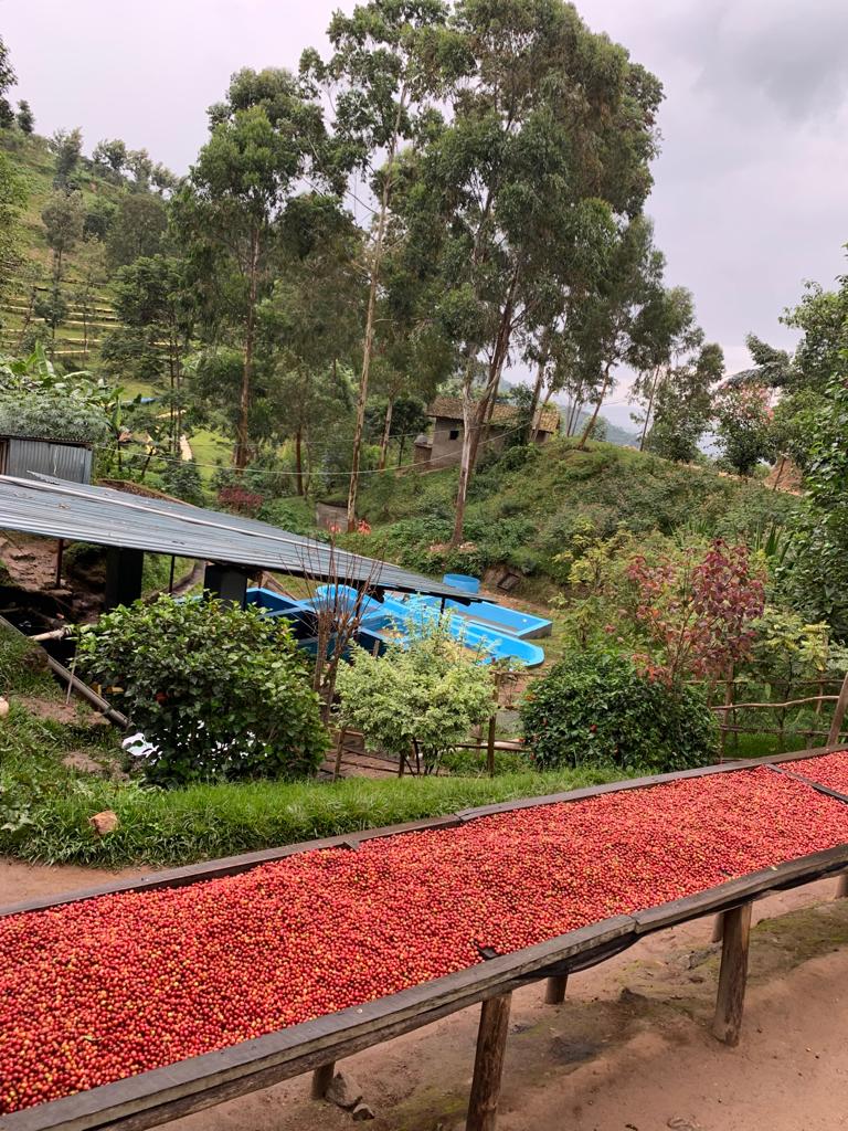 Coffee Washing Station